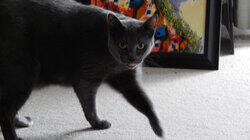 Stalking Miss Daisy