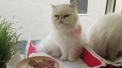 Bad Cat Karma Bad Cat Karma