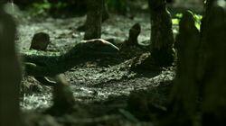 Reptile's Beginnings Reptile's Beginnings