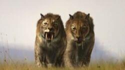 Sabre Tooth Sabre Tooth