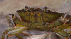 Crabs Crabs