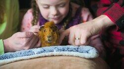 The Dance of the Sugar Plum Guinea Pig The Dance of the Sugar Plum Guinea Pig