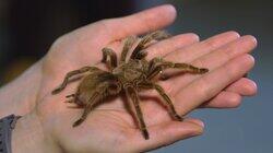 Spiders Spiders