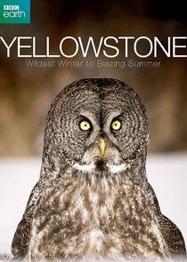 Yellowstone: Wildest Winter to Blazing Summer Yellowstone: Wildest Winter to Blazing Summer