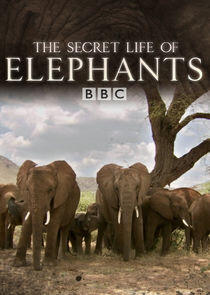 The Secret Life of Elephants