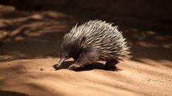 Platypus and Echidna Platypus and Echidna