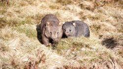 Wombat Kingdom Wombat Kingdom