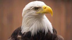 Fly Like an Eagle Fly Like an Eagle