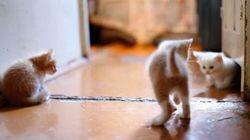 Secret Science of Cat Videos Secret Science of Cat Videos