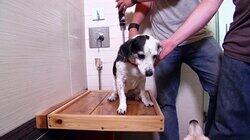 Dog's Best Bathroom Dog's Best Bathroom
