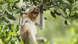 Borneo: Sacred Forest Borneo: Sacred Forest