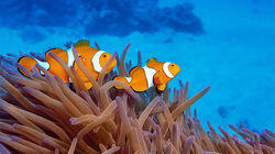 Great Barrier Reef Great Barrier Reef