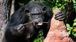 Welcome To Chimp Haven Welcome To Chimp Haven