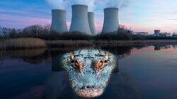 Why Crocodiles Are Thriving in the Shadow of A Nuclear Plant Why Crocodiles Are Thriving in the Shadow of A Nuclear Plant