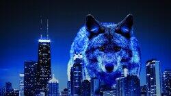 What are Wild Coyotes Doing in the Big City? What are Wild Coyotes Doing in the Big City?