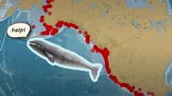 Why Are So Many of Gray Whales Washing Ashore? Why Are So Many of Gray Whales Washing Ashore?