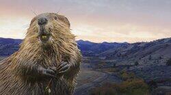 Want to Solve Wildfires and Drought? Leave it to BEAVERS! Want to Solve Wildfires and Drought? Leave it to BEAVERS!