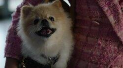 Barking Bad Barking Bad