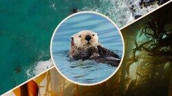How Otters Are Saving Earth's Underwater Forests How Otters Are Saving Earth's Underwater Forests