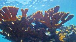 How To Stop Your Poop From Killing Corals How To Stop Your Poop From Killing Corals
