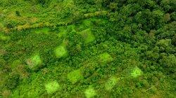 Why This Unusual Pattern May Save the Rainforests Why This Unusual Pattern May Save the Rainforests