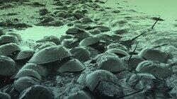 Why are There 30 Million Horseshoe Crabs on This Beach? Why are There 30 Million Horseshoe Crabs on This Beach?