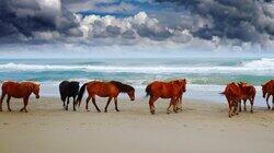 Wild Horses: America's Most Beloved Invasive Species? Wild Horses: America's Most Beloved Invasive Species?