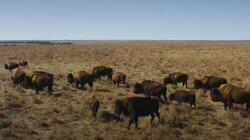 How Bison are Saving America's Lost Prairie How Bison are Saving America's Lost Prairie