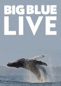 Big Blue Live