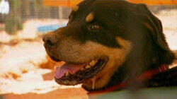 Rescue and Renewal Rescue and Renewal