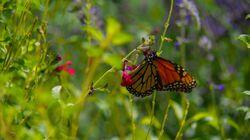 Monarchs Amazing Journey Monarchs Amazing Journey