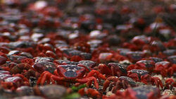 Night of the Christmas Crab