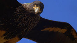Falkland Island Invasion Falkland Island Invasion