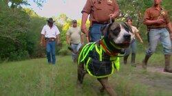 Wild Hog War Wild Hog War