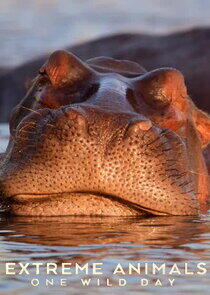 Extreme Animals: One Wild Day Extreme Animals: One Wild Day