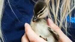 Duckling Dramas Duckling Dramas