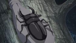 Chase the Miyama Stag Beetle Chase the Miyama Stag Beetle