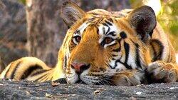 Thar Desert Thar Desert