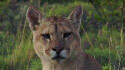 Mammals Mammals