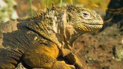 Return to the Galapagos Return to the Galapagos