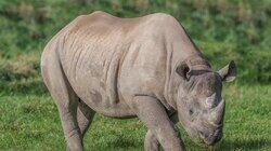 You Had Me at Rhino
