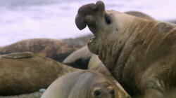 Water-Loving Mammals Water-Loving Mammals