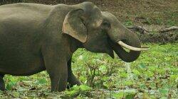 Elephants Elephants