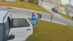 Rabid Bobcat Attack in North Carolina and More Rabid Bobcat Attack in North Carolina and More