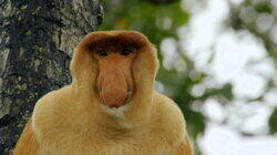 Monkeys Monkeys