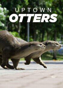 Uptown Otters - Season 1 Uptown Otters - Season 1