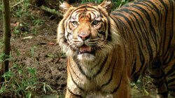 Borneo And Sumatra Borneo And Sumatra