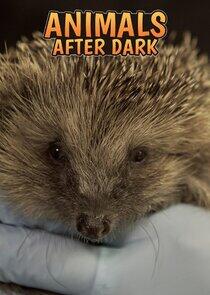 Animals After Dark Animals After Dark