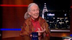 Jane Goodall Jane Goodall