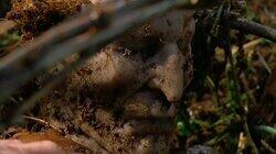 The Hand of Saint Sebastian